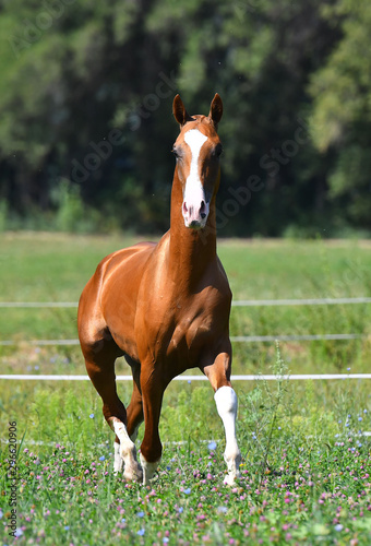 Chestnut akhal teke stallion with white blaze on the head running forward in trot in the green summer pasture. Animal portrait.