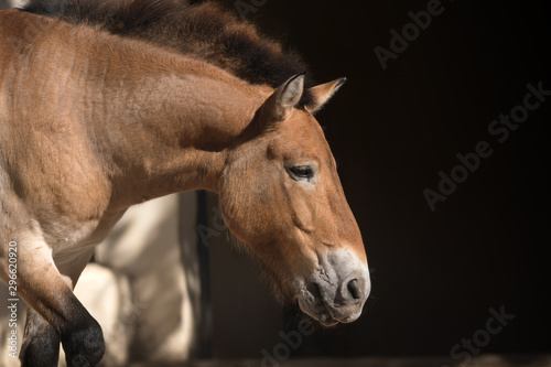 Retrato de un caballo de Przewalski macho © Azahara