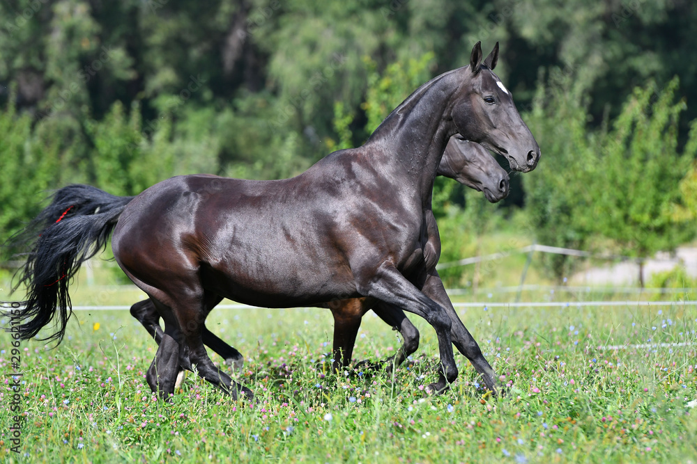 Two black akhal teke breed horses running in the field side by side. Two black akhal teke breed horses running in the field side by side.