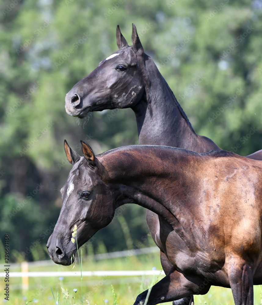 Two black akhal teke breed horses running in the field side by side. Animal portrait. Two black akhal teke breed horses running in the field side by side. Animal portrait.