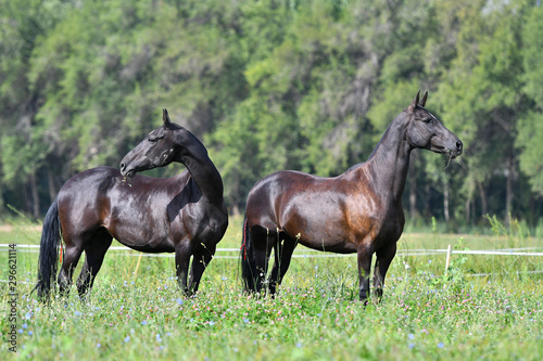Two black akhal teke breed horses running in the field side by side.  © arthorse