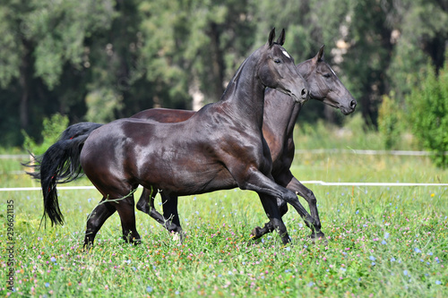 Two black akhal teke breed horses running in the field side by side. 