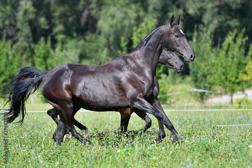 Two black akhal teke breed horses running in the field side by side. 