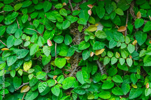 green leaves climb on wall natural texture  background