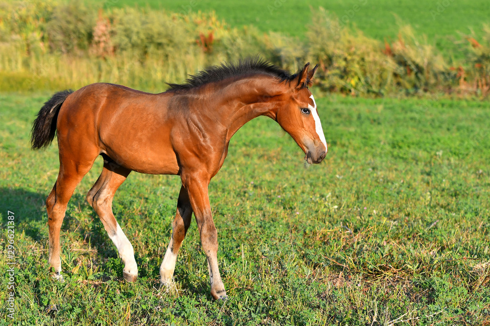 Obraz premium Bay foal with white legs walking in the field.