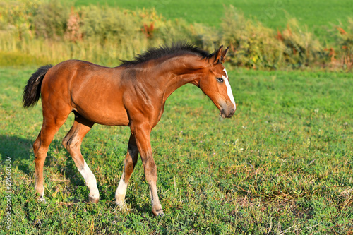 Bay foal with white legs walking in the field.