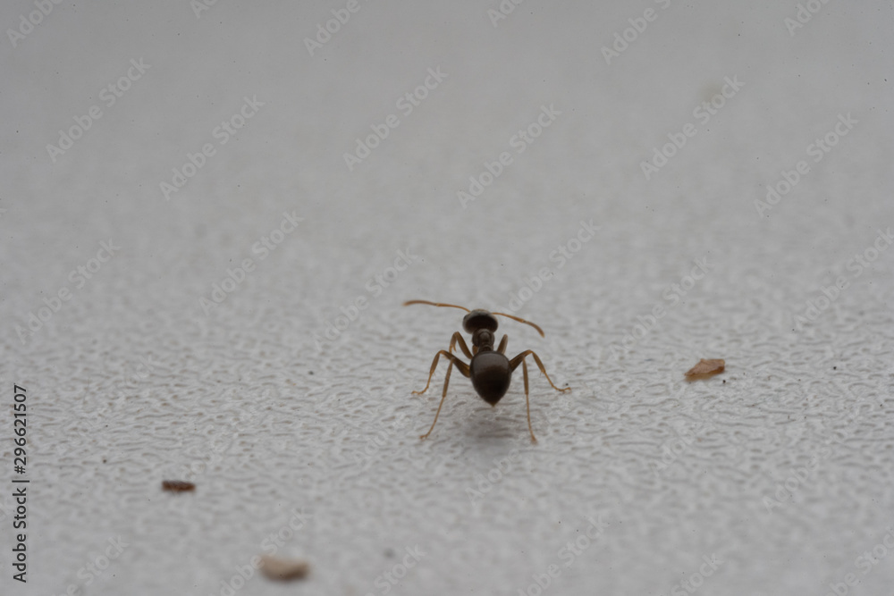 Ant Runs Home. Macro Photography Ant Runs Home. Macro Photography