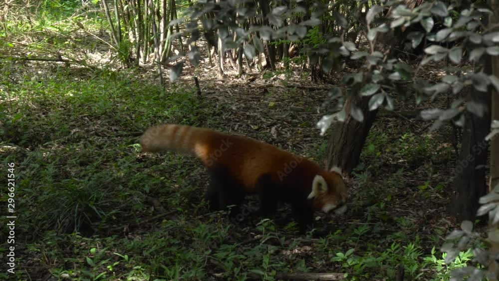Red Panda In The Nature. The red panda is a small arboreal mammal