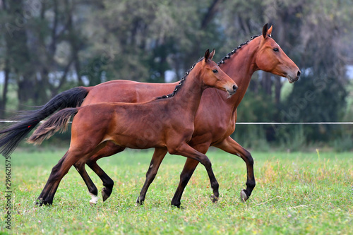 Bay mare with a foal running in trot near each other.