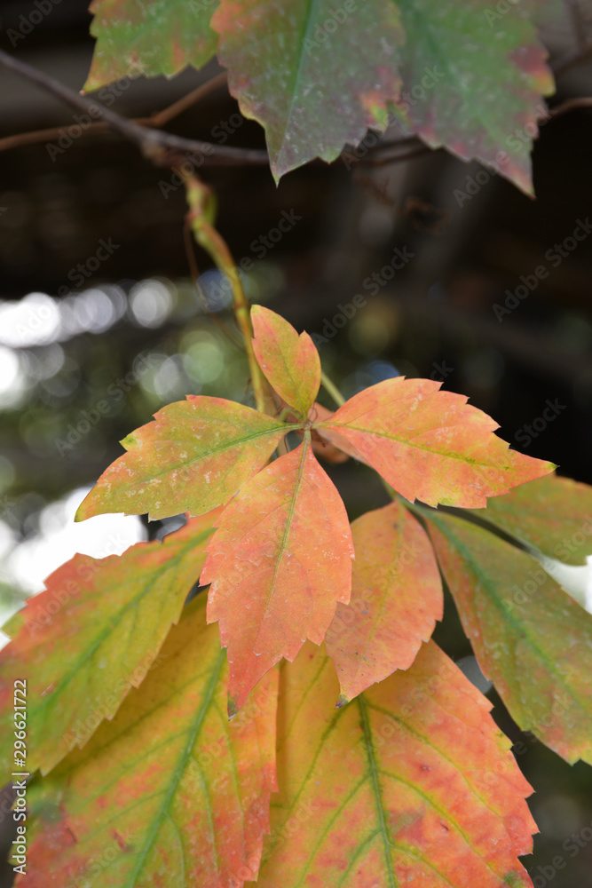 Obraz premium autumn leaves on tree