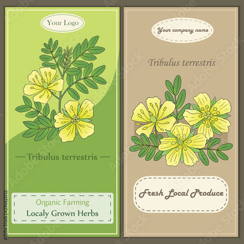 Medicinal herbs collection. Vector hand drawn illustration of a plant Tribulus Terrestris. Flyer template