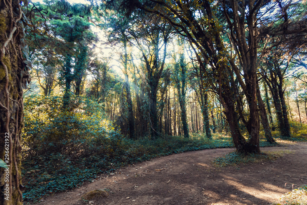 Fototapeta premium Beautiful green colored woodland, Sintra, Portugal