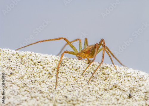 Philodromus spider - male photo