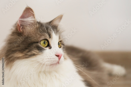 tricolor fluffy Siberian cat isolated on a gray background © Evrymmnt