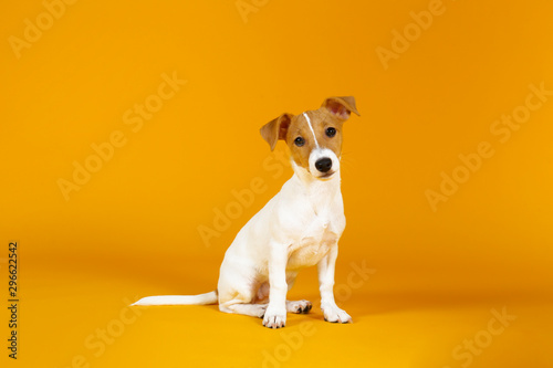Cute two months old Jack Russel terrier puppy with folded ears. Small adorable doggy with funny fur stains isolated on yellow background. Close up, copy space.