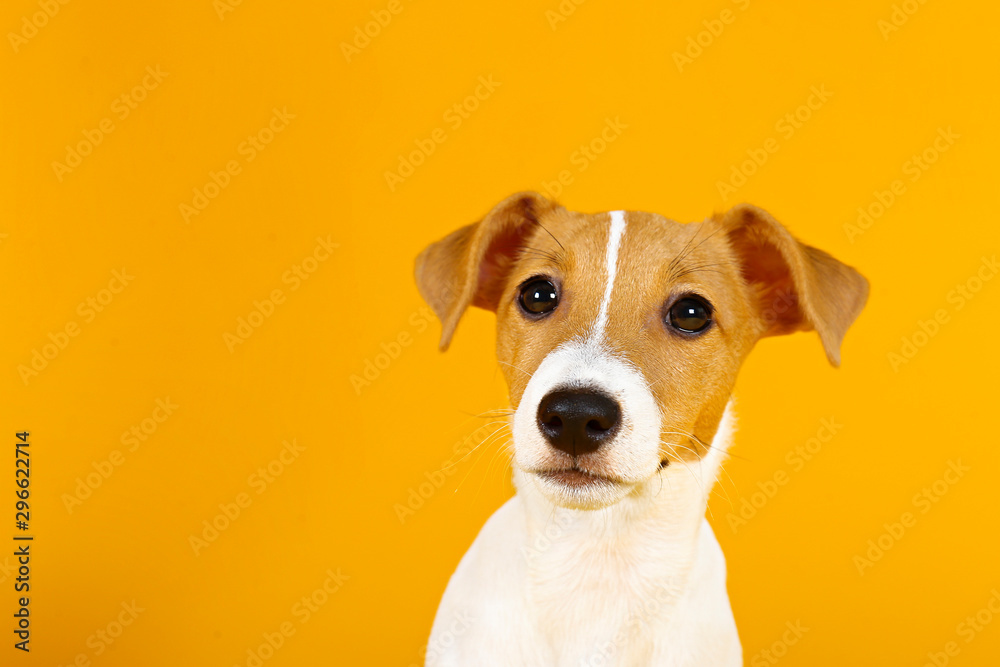 Cute two months old Jack Russel terrier puppy with folded ears. Small adorable doggy with funny fur stains isolated on yellow background. Close up, copy space. Cute two months old Jack Russel terrier puppy with folded ears. Small adorable doggy with funny fur stains isolated on yellow background. Close up, copy space.