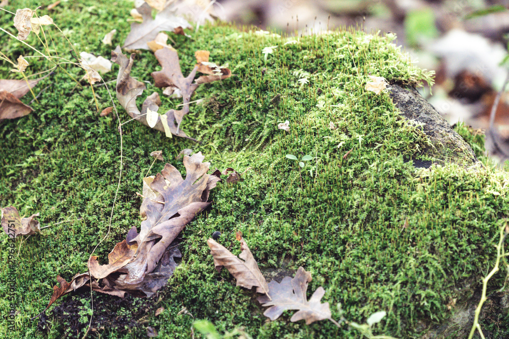 Green moss covered rocks surrounded by fall leaves in autumn Green moss covered rocks surrounded by fall leaves in autumn