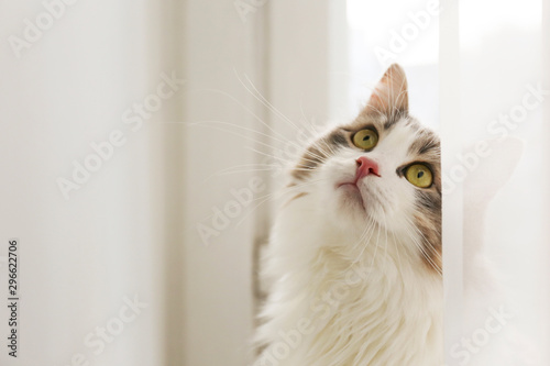 Photos Portrait of cute siberian cat with green eyes by the window