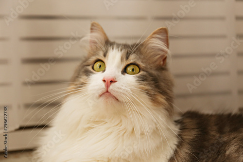 tricolor fluffy Siberian cat isolated on a gray background