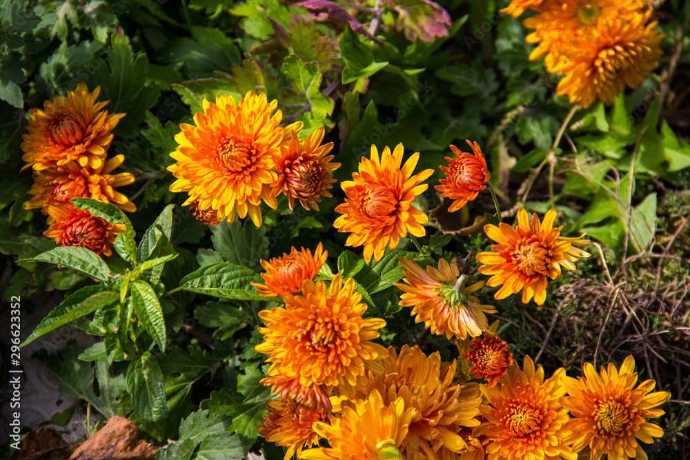 orange flowers in the garden orange flowers in the garden