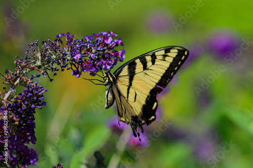Yellow swallowtail butterfly hangs from purple wildflowers © Dan