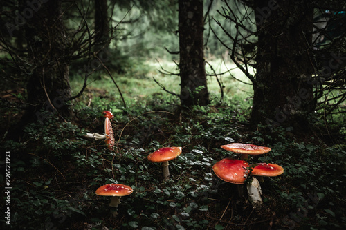 Closeup of a red toxic agaric mushroom in a deep and dark forest between moss and leaves like in a fairy tale. photo