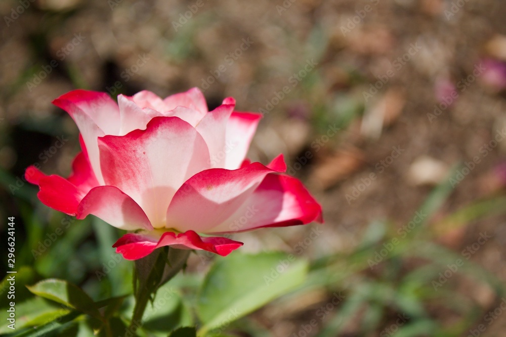 beautiful lovely white rose with red pink gradient petals 