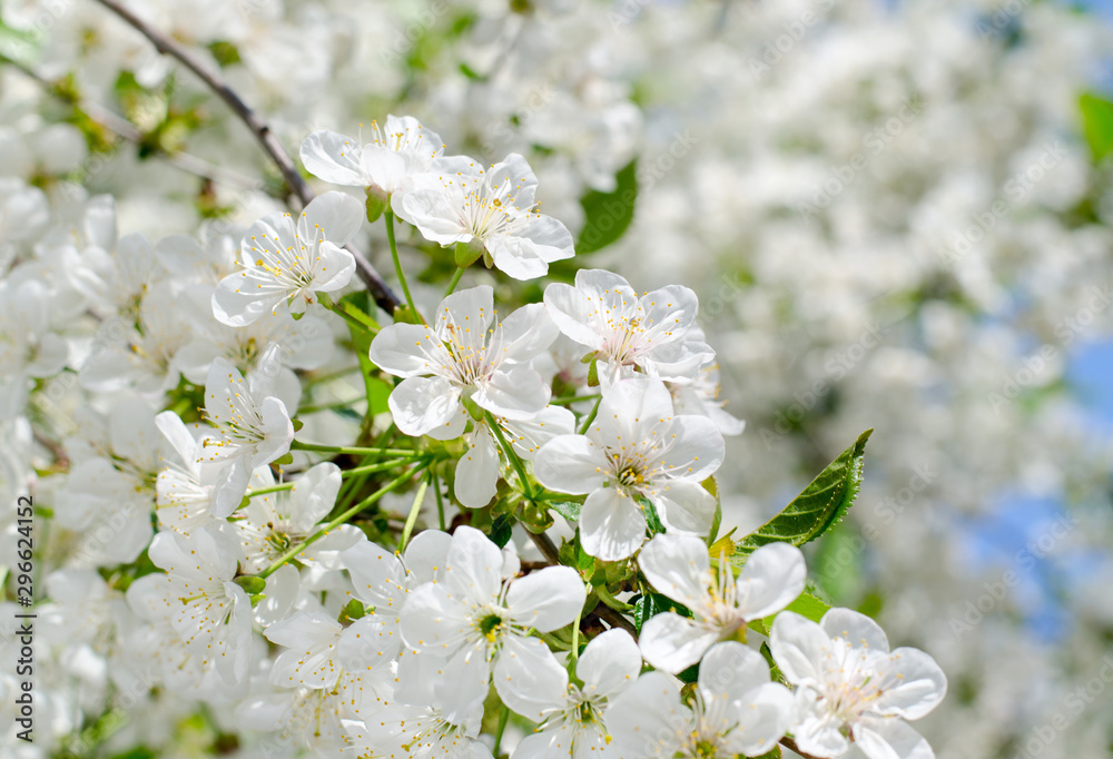 Cherry tree blossoms. White spring flowers close-up. Soft focus spring seasonal background.