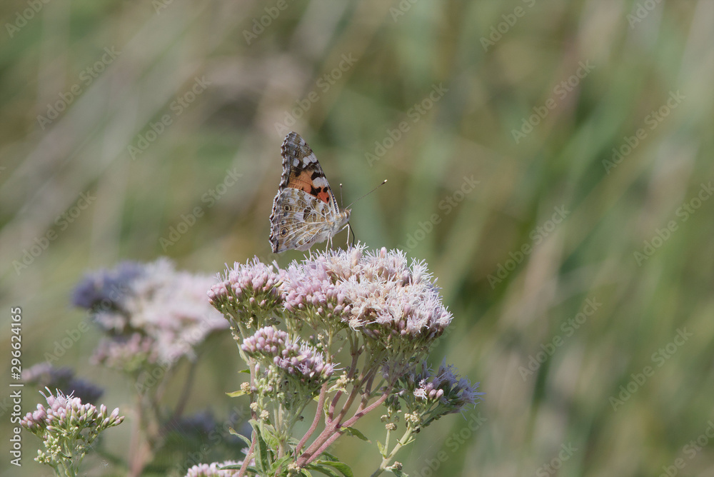 Painted Lady butterfly, Vanessa cardui, feeding on a flower Painted Lady butterfly, Vanessa cardui, feeding on a flower