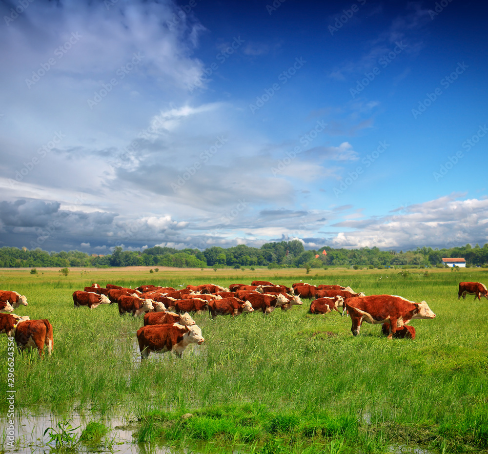 Fototapeta premium Cows on a green summer meadow