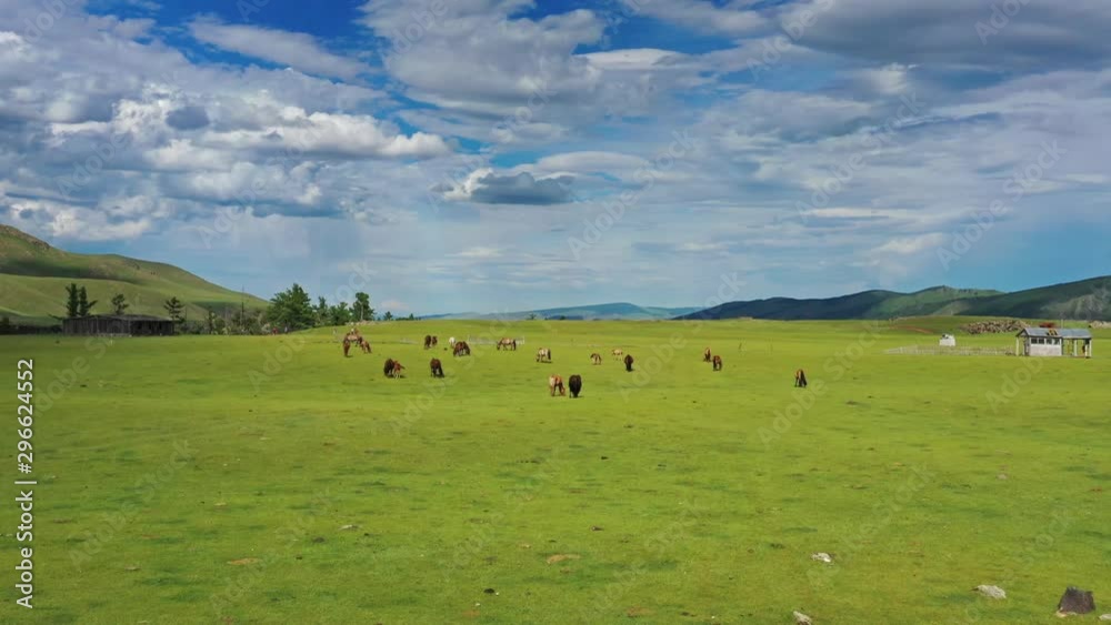 Aerial view of grazing horses on mountain pastures in Mongolia, 4k Aerial view of grazing horses on mountain pastures in Mongolia, 4k
