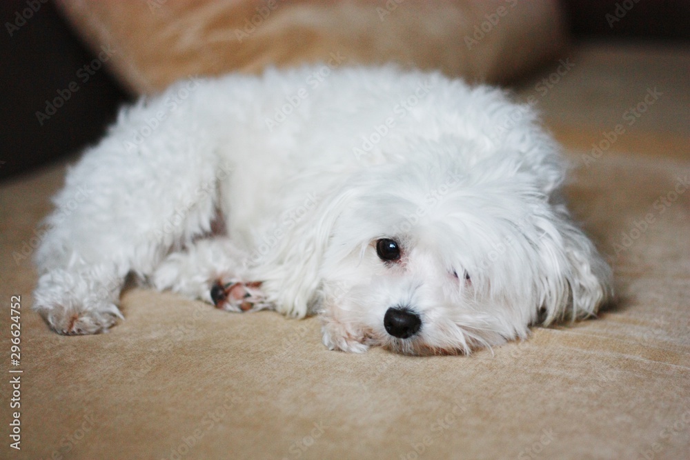 White dog Maltese sleep on brown sofa White dog Maltese sleep on brown sofa