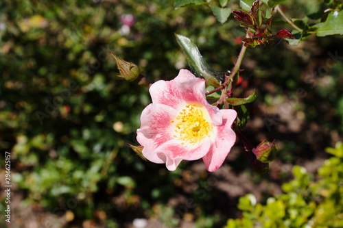 pink rose in garden