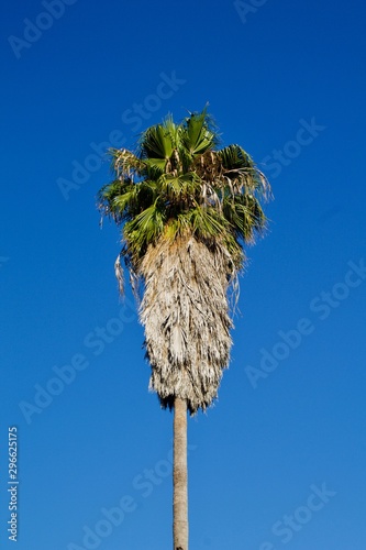 palm tree with blue sky