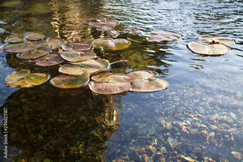 lily pads in pod