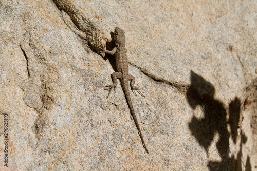 brown small lizard on rock