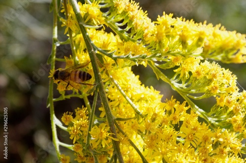 yellow flower with bumble bee macro close up