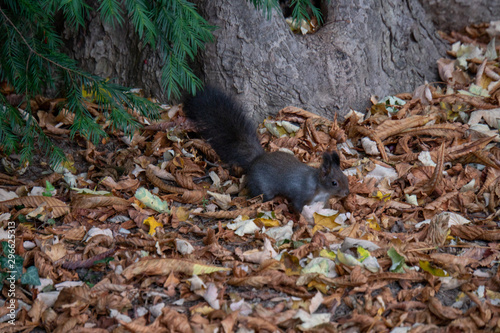 Eichhörnchen sucht nach Essen im Laub