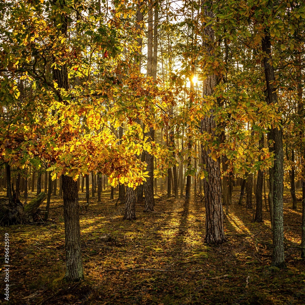 Autumn wood and nature