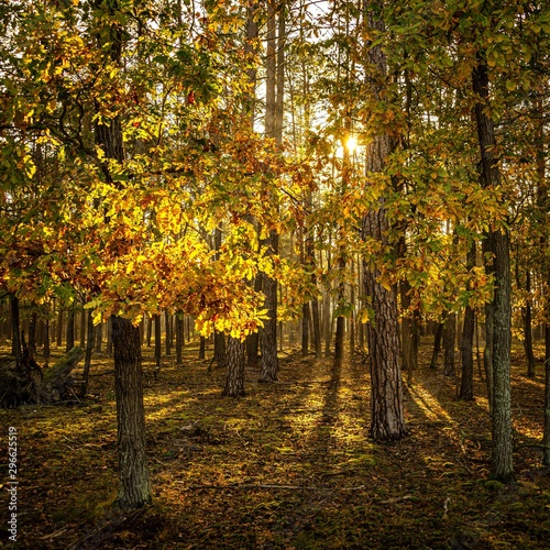 Obraz na płótnie Autumn wood and nature w salonie