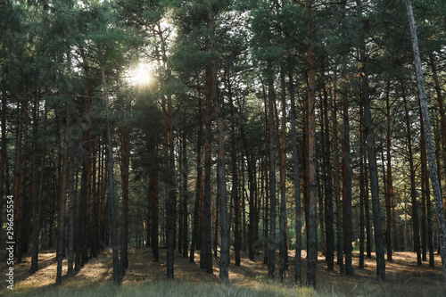 Sun peeks out of the pines. Beautiful pine forest
