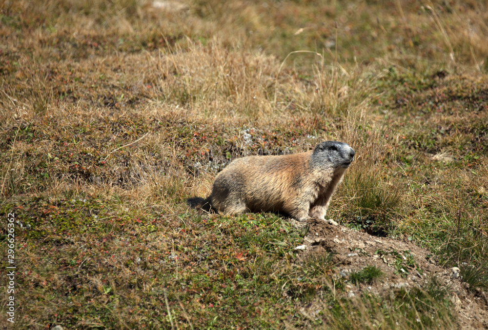 Obraz premium Murmeltier Marmota