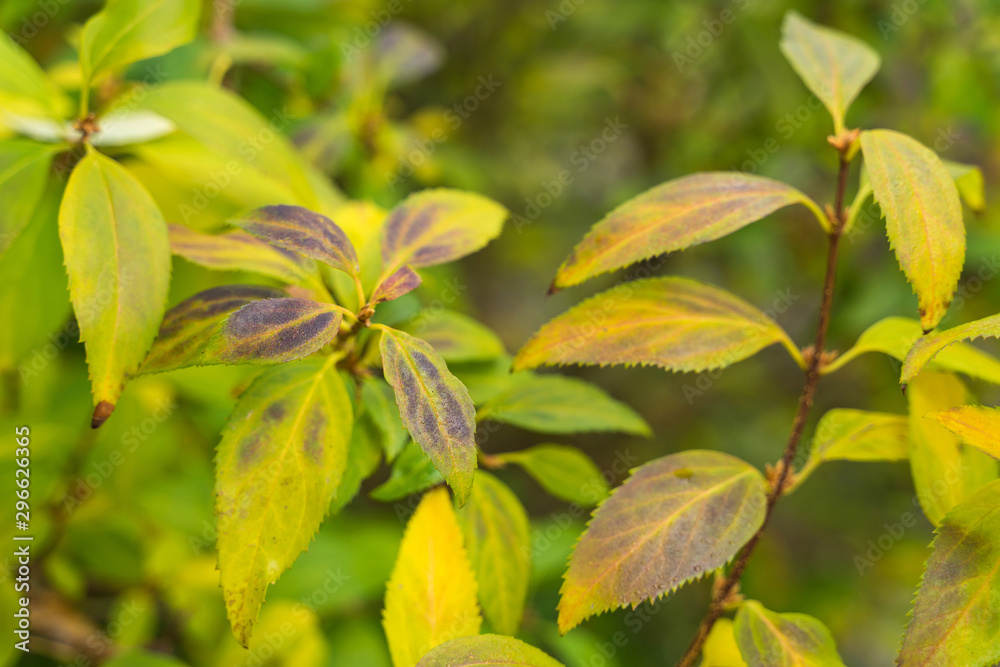 An autumn background of colorful bush leaves. An autumn background of colorful bush leaves.