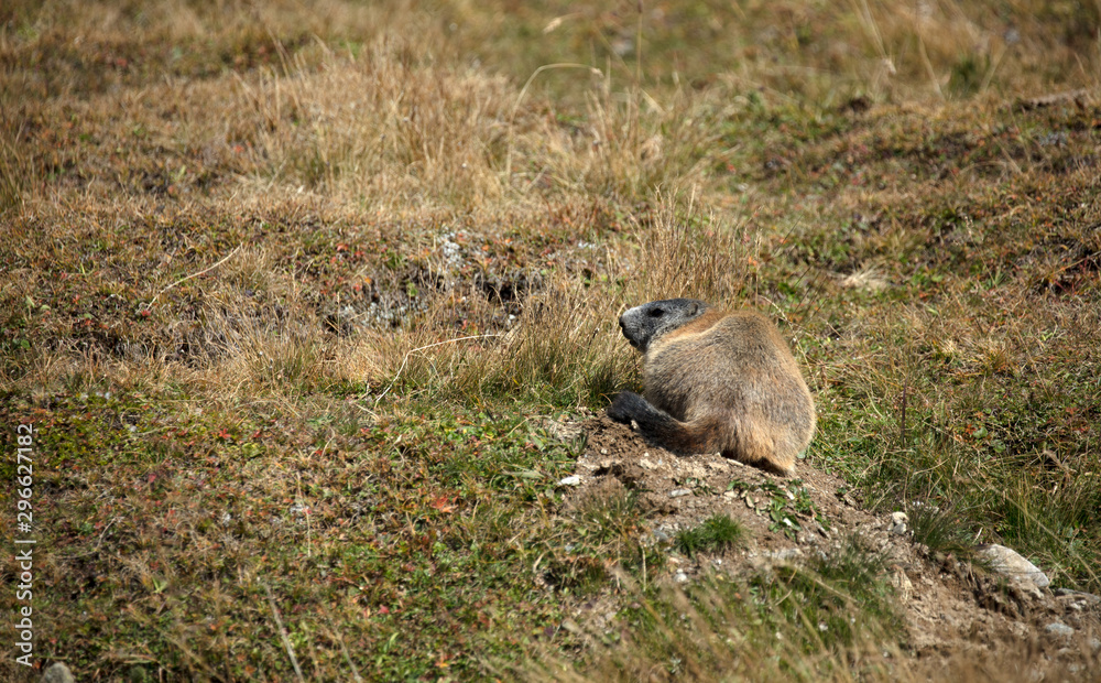 Murmeltier Marmota Murmeltier Marmota