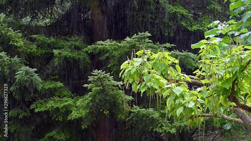 Raining in the forest.Slow Motion. Scene of heavy rain with trees background.