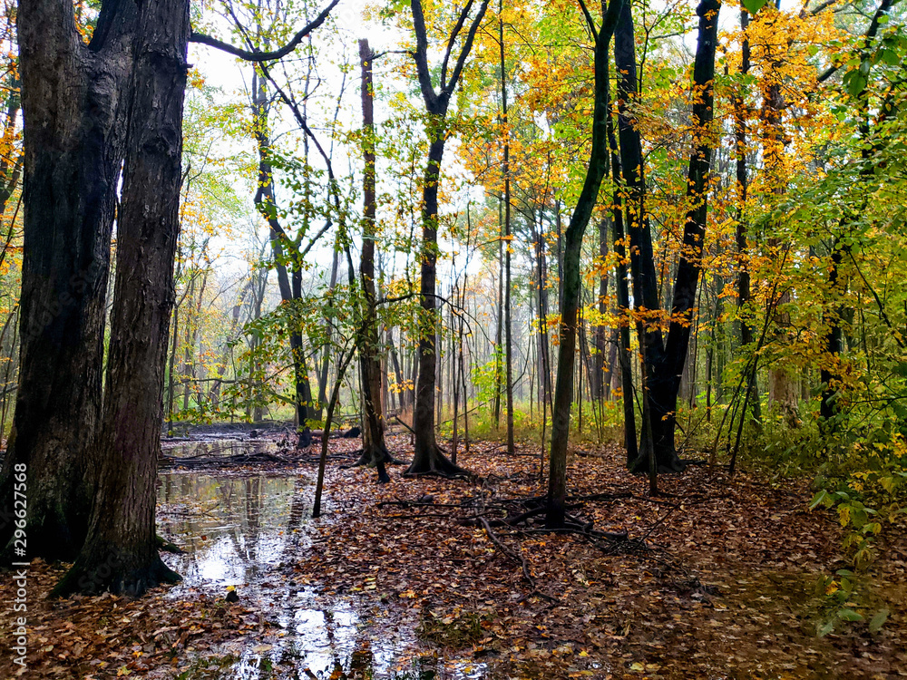 Autumn colors on display in a forest with a nearby stream