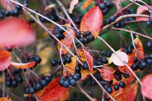 Tree with black berries in autumn Park