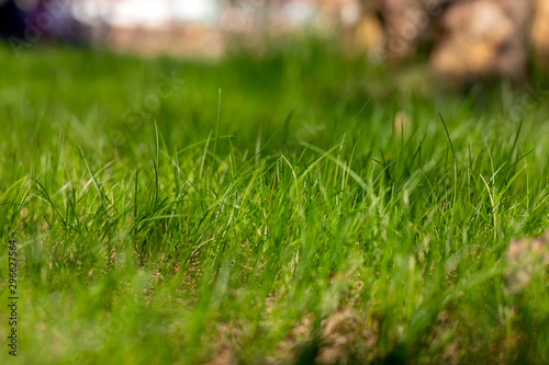 green grass texture. side view. blur background