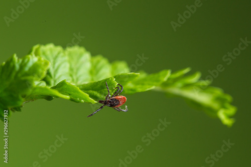 Wood tick hangs on a leaf. Green background. Lurking wood tick.