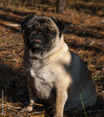 pug came to the forest for a walk1